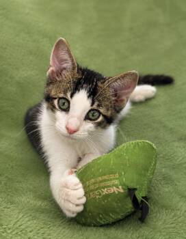 Mario Kittycat -  American Shorthair Cat for Adoption in Homestead, Florida - Mario Kittycat | PetCurious