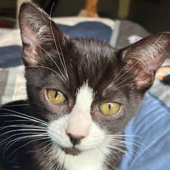 Tuxedo and Domestic Short Hair Cats Available for Adoption in Sacramento, California - Chanel | PetCurious