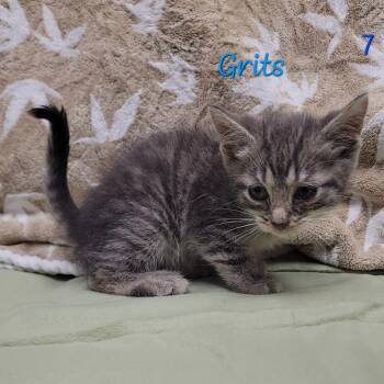 Grits -  Domestic Short Hair Cat for Adoption in Parkersburg, West Virginia - Grits | PetCurious