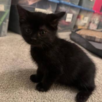 Domestic Short Hair Cats Available for Adoption - Clover | PetCurious