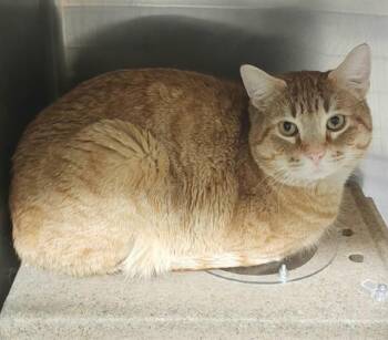 Domestic Short Hair Cats Available for Adoption - BROCK | PetCurious