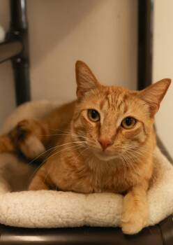 Tabby Cats Available for Adoption - Jerome  | PetCurious
