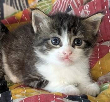 Mochi -  Domestic Medium Hair and Domestic Short Hair Cat for Adoption in San Antonio, Texas - Mochi | PetCurious