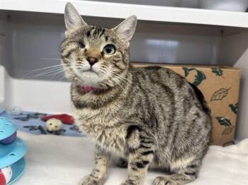 ESTES -  Domestic Medium Hair Cat for Adoption in Brentwood, Missouri - ESTES | PetCurious