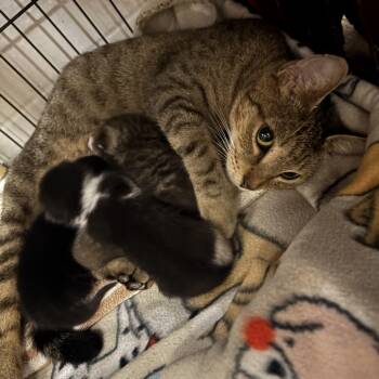 Rescue Domestic Short Hair Cats for Adoption in Baytown, Texas - Emerald (Mom) | PetCurious