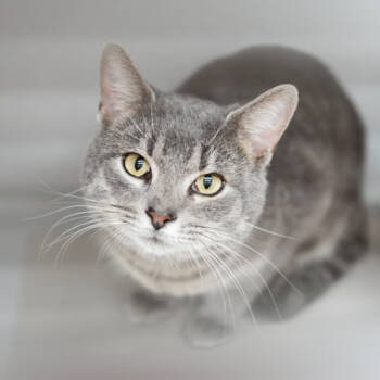 Rescue Domestic Short Hair Cats for Adoption in Atlanta, Georgia - Edgar | PetCurious