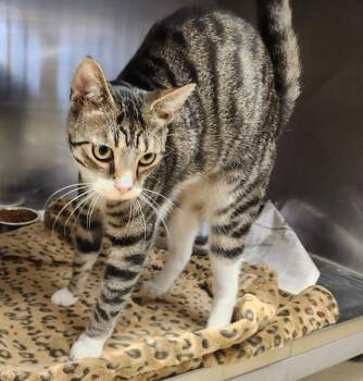 Domestic Short Hair Cats Available for Adoption in Clayton, New Jersey - Loki  | PetCurious