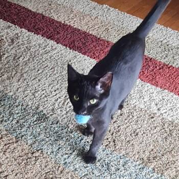 American Shorthair Cats Available for Adoption - Daphne  | PetCurious