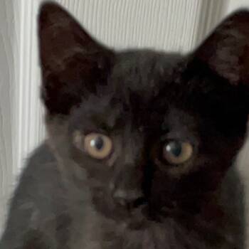 Rescue Domestic Short Hair Cats for Adoption in Mount Laurel Township, New Jersey - Kimmy Kat | PetCurious