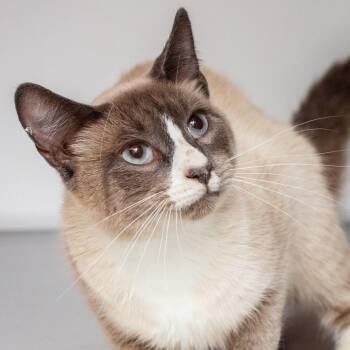 Snowshoe and Domestic Short Hair Cats Available for Adoption in Hattiesburg, Mississippi - Fabuloso | PetCurious