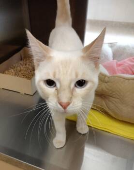 Rescue Domestic Short Hair Cats for Adoption in Pocatello, Idaho - Craig 45446 | PetCurious