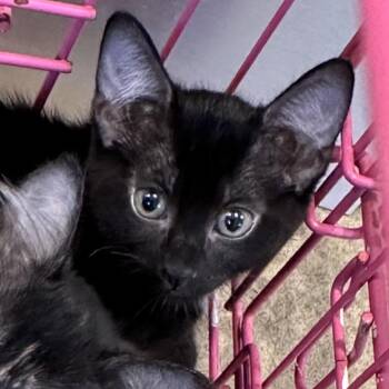 Altoona -  Domestic Short Hair Cat for Adoption in West Palm Beach, Florida - Altoona | PetCurious