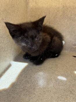 A377195 -  Domestic Short Hair Cat for Adoption in Stockton, California - A377195 | PetCurious