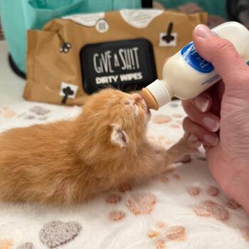 Domestic Short Hair Cats Available for Adoption in Port Richey, Florida - Fret | PetCurious