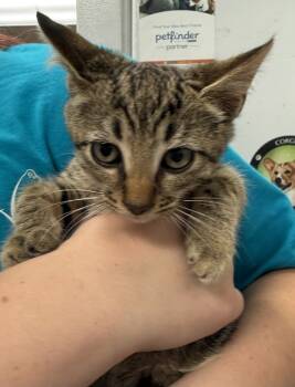 Rescue Domestic Short Hair Cats for Adoption in Salisbury, Maryland - Zona | PetCurious