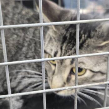Onyx -  Domestic Short Hair Cat for Adoption in Newark, New Jersey - Onyx | PetCurious