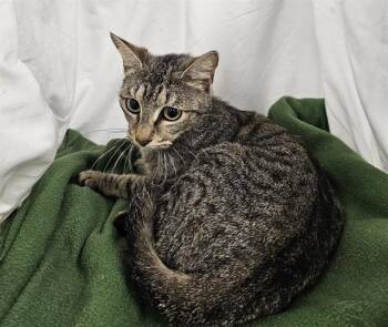 Domestic Short Hair Cats Available for Adoption in Winter Haven, Florida - FANCY | PetCurious