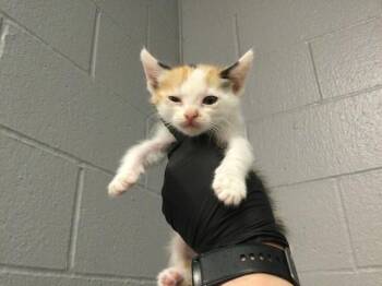 Domestic Short Hair Cats Available for Adoption in Thousand Palms, California - ELEANOR | PetCurious