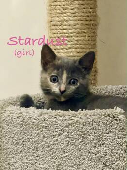 Stardust -  Dilute Tortoiseshell and Domestic Short Hair Cat for Adoption in Gilbert, Arizona - Stardust | PetCurious