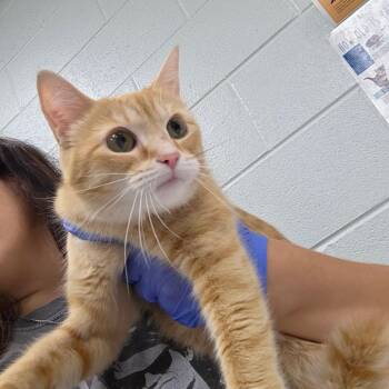 CeCe -  Domestic Short Hair Cat for Adoption in Chattanooga, Tennessee - CeCe | PetCurious