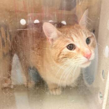 Domestic Short Hair Cats Available for Adoption - Gugu | PetCurious