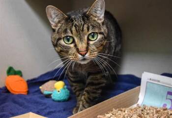 SEYMOUR -  Domestic Short Hair Cat for Adoption in Loveland, Colorado - SEYMOUR | PetCurious