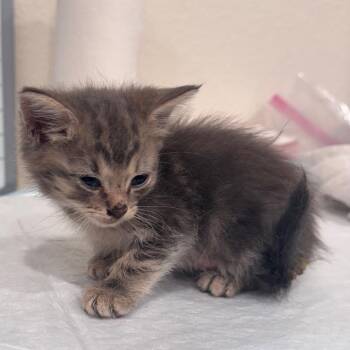 Quinn -  Domestic Short Hair Cat for Adoption in San Antonio, Texas - Quinn | PetCurious
