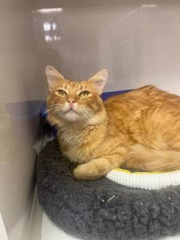 Flint -  Domestic Short Hair Cat for Adoption in Corpus Christi, Texas - Flint | PetCurious