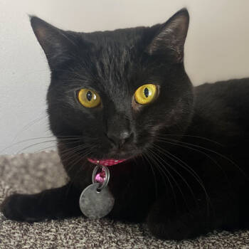 Rescue Domestic Short Hair Cats for Adoption in Port Washington, New York - Echo | PetCurious