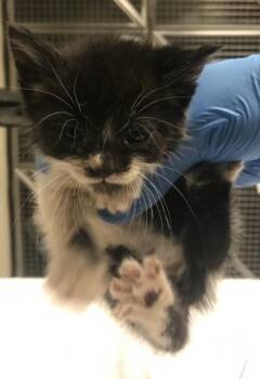 A428125 -  Domestic Short Hair Cat for Adoption in Conroe, Texas - A428125 | PetCurious