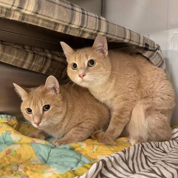 Domestic Short Hair Cats Available for Adoption in Midland, Michigan - Buttercup And Braxton - Sponsored | PetCurious