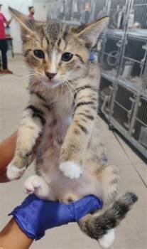 ELIAS -  Domestic Short Hair Cat for Adoption in San Bernardino, California - ELIAS | PetCurious