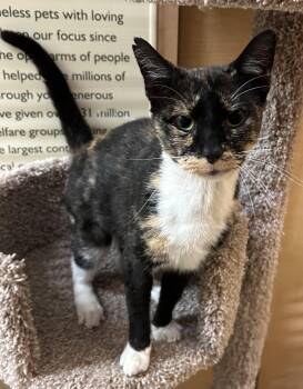 Sunflower -  Domestic Short Hair Cat for Adoption in Springfield, Pennsylvania - Sunflower | PetCurious