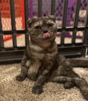 Rescue Scottish Fold Cats for Adoption in Stoughton, Wisconsin - Reyne (rear Paralyzed) | PetCurious