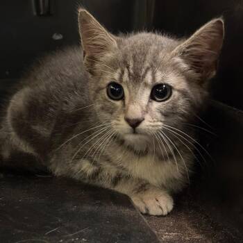 Targaryen -  Domestic Short Hair Cat for Adoption in Lynchburg, Virginia - Targaryen | PetCurious