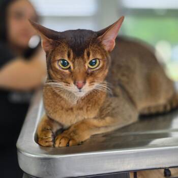 Abyssinian Cats Available for Adoption in Chapel Hill, North Carolina - Rudy | PetCurious