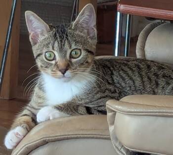 Rescue Domestic Short Hair Cats for Adoption in Hagerstown, Maryland - ROLLERBALL | PetCurious