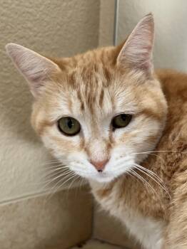 Rescue Domestic Short Hair Cats for Adoption in Antioch, California - Sunny | PetCurious