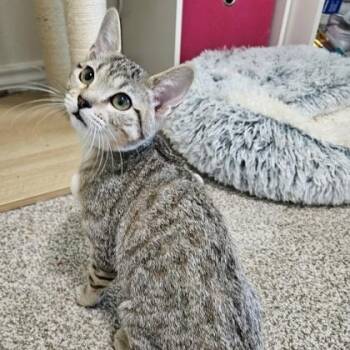 Merryweather -  Domestic Short Hair Cat for Adoption in The Colony, Texas - Merryweather | PetCurious