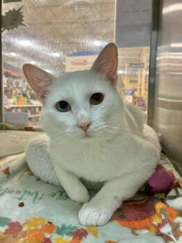 Rescue Domestic Short Hair Cats for Adoption in Capshaw, Alabama - JAMES CALVIN BOND | PetCurious