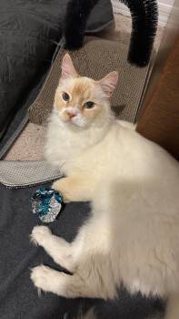 Creamsicle -  Domestic Medium Hair and Siamese Cat for Adoption in West Palm Beach, Florida - Creamsicle | PetCurious