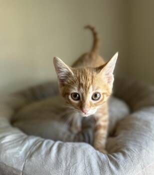 Scarlet Bandit -  Domestic Short Hair Cat for Adoption in Chicago, Illinois - Scarlet Bandit | PetCurious