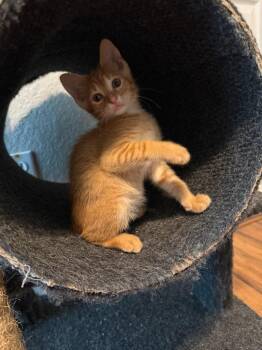 Creamsicle -  Domestic Short Hair Cat for Adoption in Orlando, Florida - Creamsicle | PetCurious