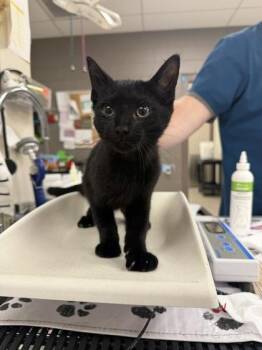 Rhysand -  Domestic Short Hair Cat for Adoption in Westland, Michigan - Rhysand | PetCurious