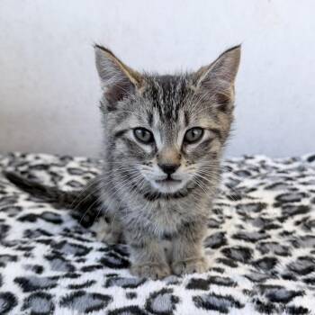 Domestic Short Hair Cats Available for Adoption in Medford, Oregon - Woody | PetCurious