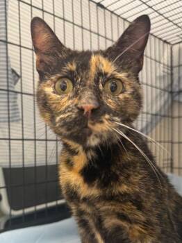 Momma Guava -  Domestic Short Hair Cat for Adoption in Pomona, New York - Momma Guava | PetCurious