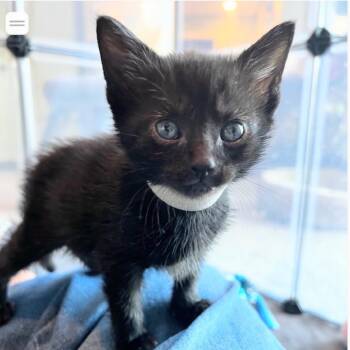 Helena -  Domestic Short Hair Cat for Adoption in Franklin, Tennessee - Helena | PetCurious