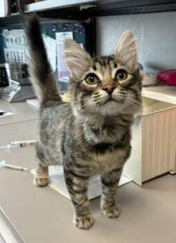 Domestic Medium Hair Cats Available for Adoption in Salt Lake City, Utah - *Glitzy* | PetCurious