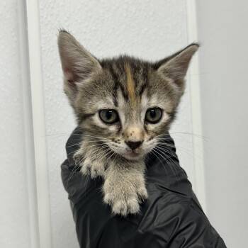 Ellie -  Domestic Short Hair Cat for Adoption in Abilene, Texas - Ellie | PetCurious