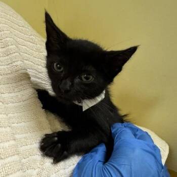 Panamera -  Domestic Medium Hair Cat for Adoption in Richmond, Virginia - Panamera | PetCurious